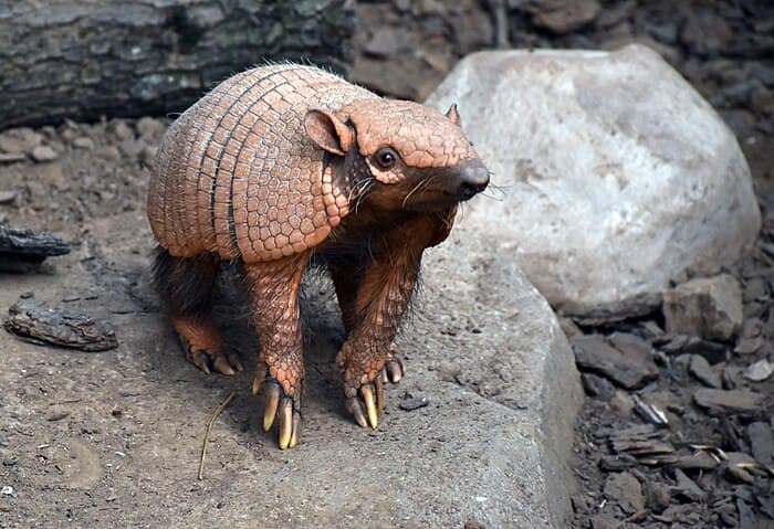 Découvrez l_aventure africaine du Safari de Peaugres