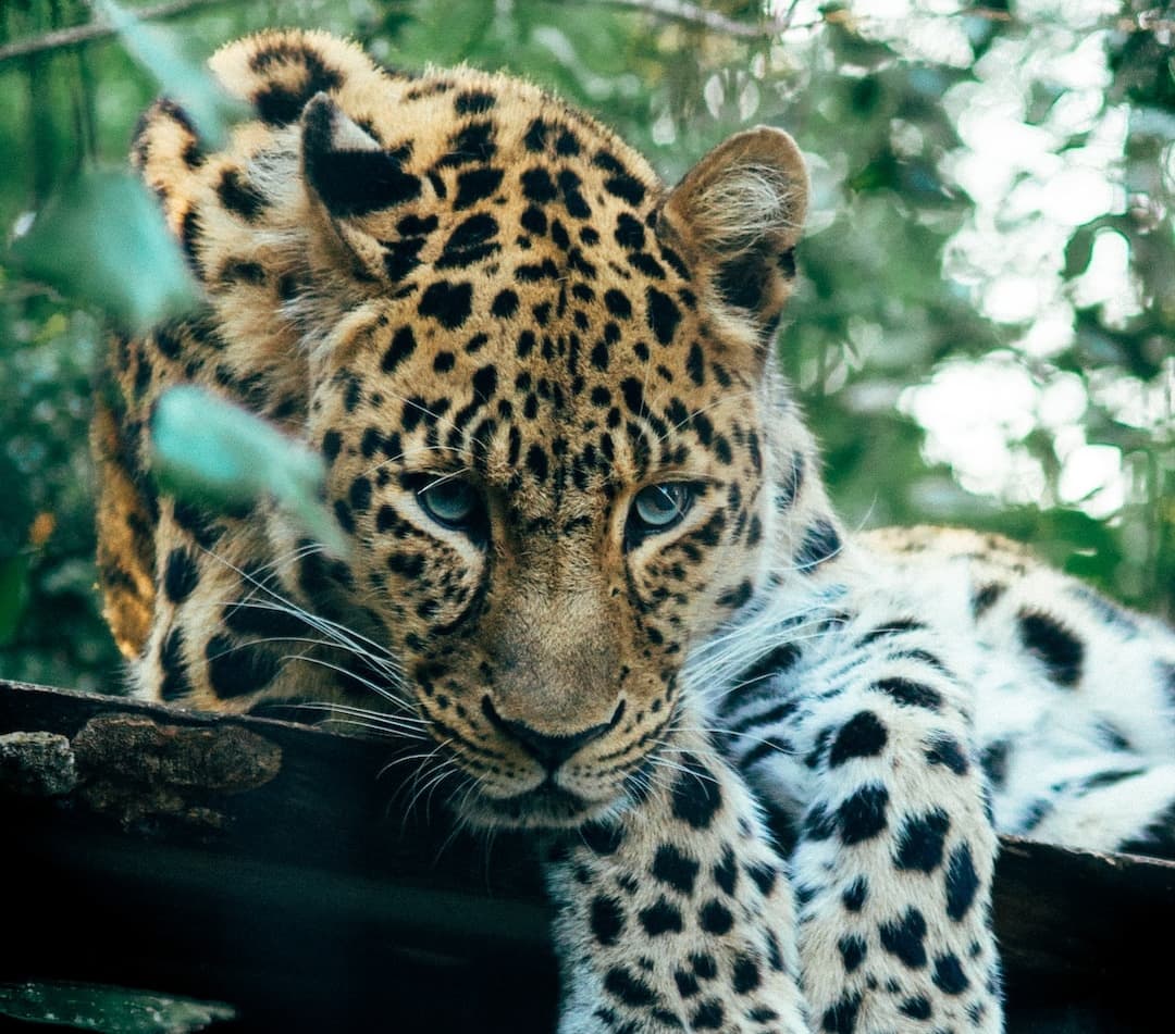 Rencontre avec les grands félins au parc animalier de la Barben