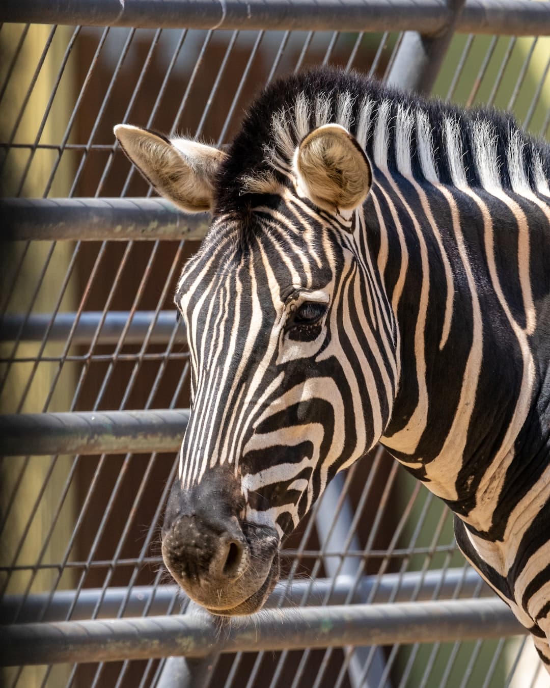 Découvrez la faune sauvage du monde entier au parc animalier de la Barben