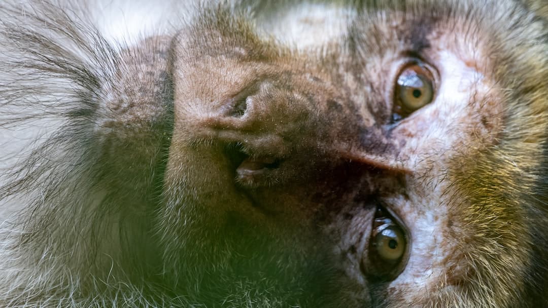 Une Journée Magique au Zoo de La Barben : Entre Merveilles et Rencontres Insolites