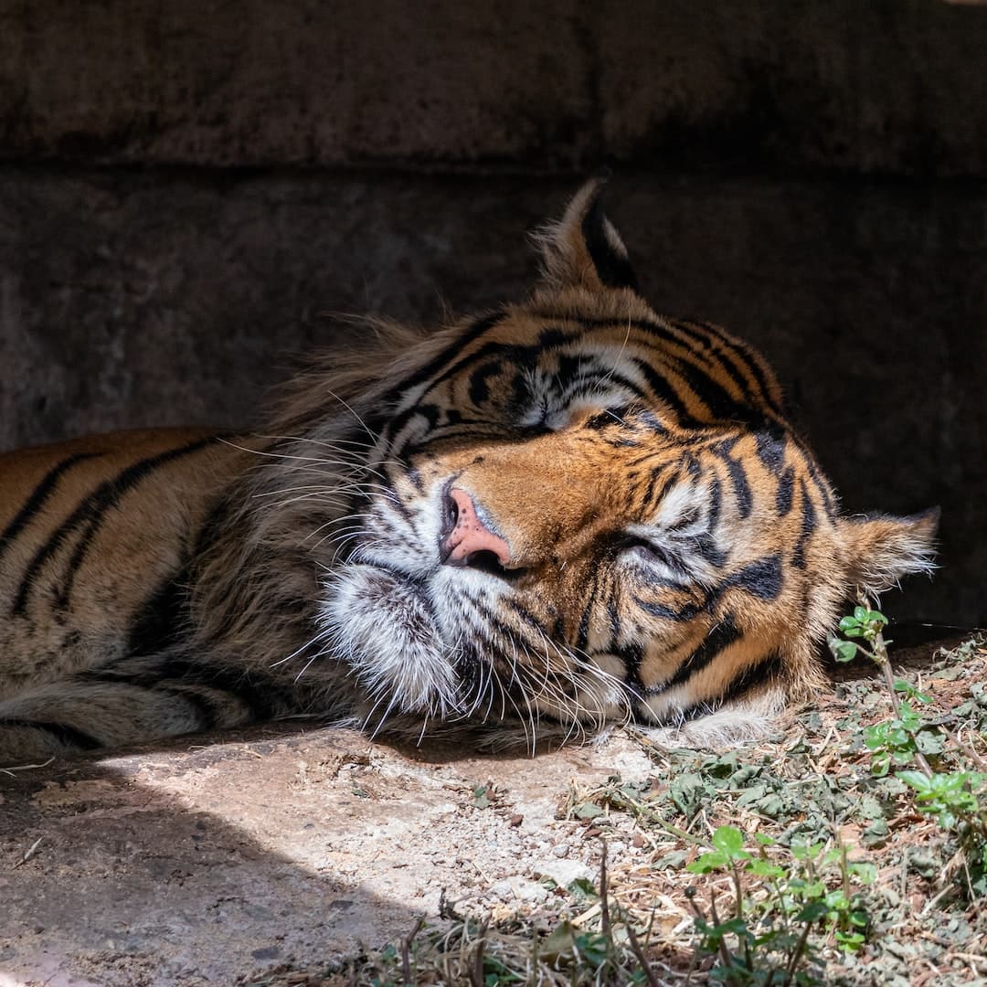 Parc animalier de la Barben : conseils pratiques et informations utiles