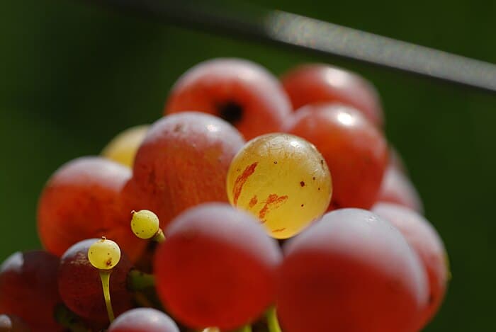 Les Cépages Alsaciens : Décryptez les Principaux Raisins Utilisés en Viticulture Alsacienne