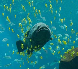 L\_un des pensionnaires de l\_aquarium de Lyon