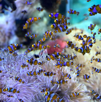 les poissons de l\_aquarium de Lyon