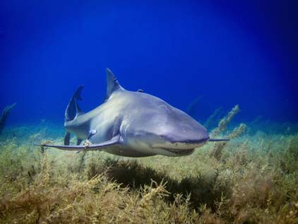 Un requin bouledogue