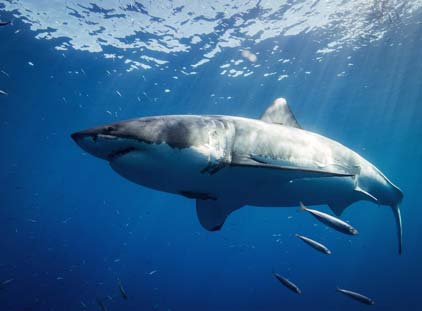 Un grand requin blanc, absent de l\_aquarium de lyon