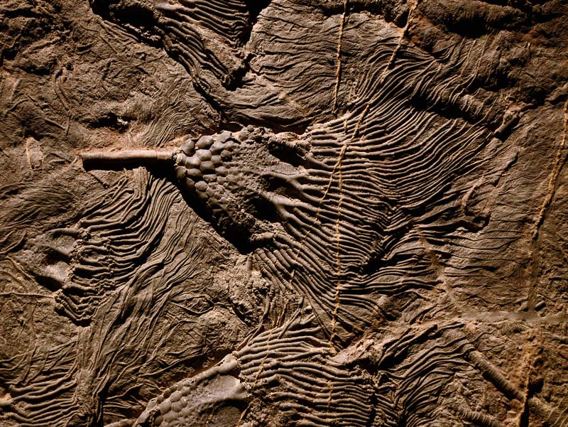 Un fossile du musée des confluences