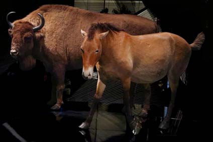 des espèces animales présentées au musée des confluences