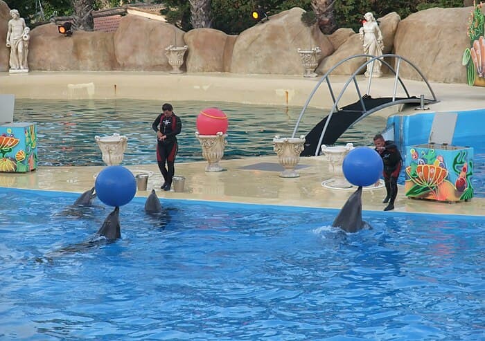 Les dauphins du Marineland Côte d_Azur - une rencontre magique avec ces mammifères intelligents