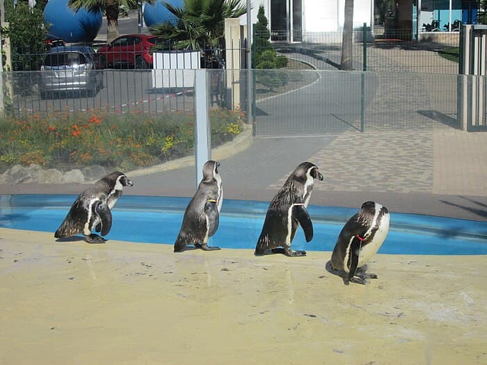 Les manchots du Marineland Côte d_Azur - découvrez ces adorables oiseaux de mer