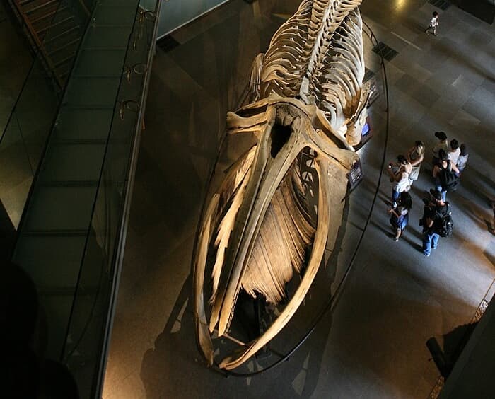 L_exposition marine de la grande galerie de l_Évolution à Paris : un voyage sous les mers